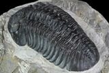 Pedinopariops Trilobite - Mrakib, Morocco #88196-2